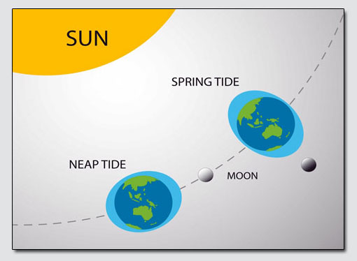 The Gravitational Effect of the Sun & Moon